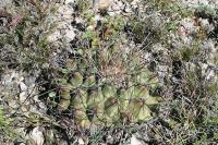 pa_1301_thelocactus_bueckii.jpg